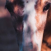 Miradas de animales. Un proyecto de Fotografía y Fotografía artística de Ignacio Abrigo Morales - 04.04.2020