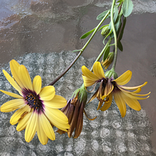 My project in Botanical Illustration with Watercolors course. Watercolor Painting project by Denia Phipps - 04.05.2020