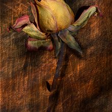 Rosa Marchita. Digital Photograph, Photograph, Traditional illustration, Editorial Design, Painting, T, pograph, Poster Design, Digital Illustration, Photomontage, and Matte Painting project by Elena Martinez Peña-Cajal - 04.05.2020