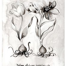 Dibujo botánico en Tinta China.. Drawing project by Griselle Morales Padrón - 04.05.2020