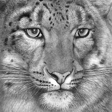Leopardo - Lápiz. Un progetto di Belle arti, Arte concettuale, Disegno, Disegno a matita, Disegno artistico, Disegno realistico e Illustrazione tradizionale di Jose Luis Rugilo - 06.04.2013
