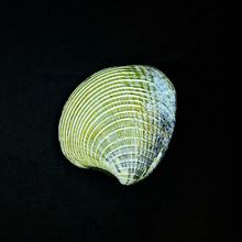 Fotografía de alimentos por @chef.capellini. Un progetto di Fotografia, Fotografia con smartphone, Fotografia in studio, Fotografia di prodotti, Fotografia gastronomica e Fotografia per Instagram di Ruben Espinoza - 07.01.2019