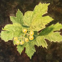 My project in Botanical Illustration with Watercolors course.  project by Jacqueline - 04.07.2020