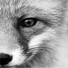 Vulpes vulpes. Un progetto di Illustrazione tradizionale di Ada Morales - 09.04.2020