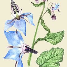 Mi Proyecto del curso: Ilustración botánica con acuarela. Projekt z dziedziny Trad, c, jna ilustracja, R i sunek botaniczn użytkownika Dolors Quiles Giner - 10.04.2020