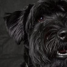 Mi Proyecto del curso: Introducción a la fotografía de perros. Un projet de Photographie de David Zato - 10.04.2020
