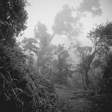 Mystic Jungle. Outdoor Photograph project by Mélanie Rhéaume - 04.10.2020