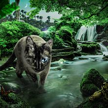 Gata en Jungla. Un progetto di Postproduzione audiovisiva di Miguel Angel Gutiérrez Sierra - 14.04.2020