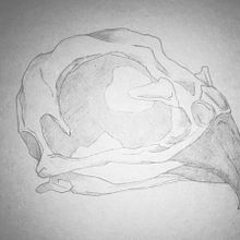 random creatures skulls. Un proyecto de Dibujo a lápiz, Dibujo realista, Bocetado, Cómic, Dibujo, Dibujo artístico, Dibujo de Retrato, Diseño de personajes e Ilustración tradicional de Marina Muñoz - 01.04.2018