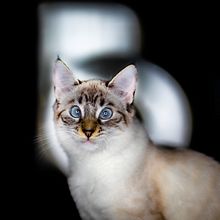 Leya / Fotografía de mascotas. Un proyecto de Fotografía, Fotografía de estudio, Fotografía de retrato, Fotografía digital y Retoque fotográfico de Carlos García Moya - 15.04.2020