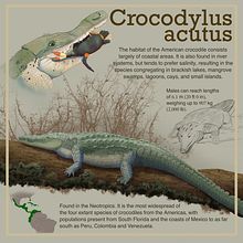 Mi Proyecto del curso: Ilustración American Crocodile con Procreate. Artistic Drawing, Digital Illustration & Infographics project by Eduardo Montes Pabon - 04.15.2020