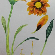 Mi Proyecto del curso: Ilustración botánica con acuarela. Un proyecto de Dibujo artístico de julieta.abigail2012 - 16.04.2020