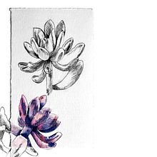 Pachyphytum oviferum Purpus . Un projet de Illustration botanique de Mariana Coutinho - 05.04.2020