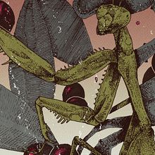 Belladonna. Drawing, Artistic Drawing, Poster Design, Graphic Design, and Traditional illustration project by Pedro Pérez Mendoza - 04.18.2020