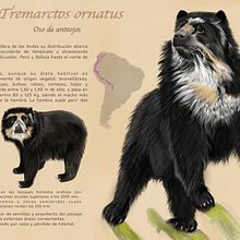 Oso de anteojos. Un proyecto de Dibujo de Itma Selene Torres - 18.04.2020