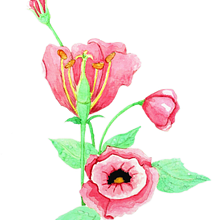 Meu projeto do curso: Ilustração botânica com aquarela. Botanical Illustration, and Watercolor Painting project by Henrique Gomes - 06.03.2020