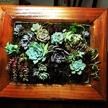 Mi proyecto: portarretrato de suculentas. L, and scape Architecture project by Maritza Benavides - 04.23.2020