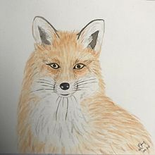 Zorro . Un progetto di Pittura ad acquerello di Dany Pera Char - 23.04.2020