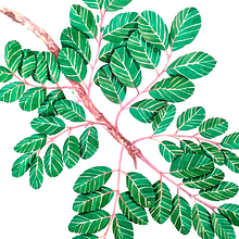 Ilustración Botánica I. Botanical Illustration project by Uriel Navarro Fernández - 04.24.2020