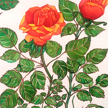 Ilustración Botánica II. Botanical Illustration project by Uriel Navarro Fernández - 04.24.2020