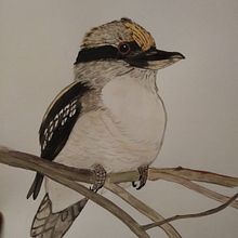 Kookaburra en acuarela durante la Cuarentena. Un proyecto de Pintura a la acuarela de Raquel Soto Llácer - 25.04.2020