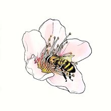 Nature. Un progetto di Disegno artistico, Illustrazione botanica, Creatività, Disegno, Illustrazione tradizionale e Pittura ad acquerello di Vanessa B - 20.04.2020
