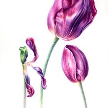 Etapa del Tulipán. Watercolor Painting project by Andres Ugalde Calderon - 04.27.2020