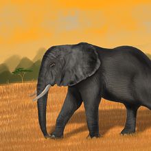 Elefante . Realistic Drawing, Traditional illustration, and Digital Illustration project by Tyler Sawinsky - 04.27.2020