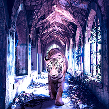 Meu projeto do curso: El Tigre. Un proyecto de Diseño gráfico y Dirección de arte de Dani Meniche - 28.04.2020