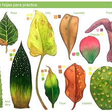 Hojas Práctica  Acuarela. Botanical Illustration project by Uriel Navarro Fernández - 04.29.2020