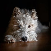 Mi Proyecto del curso: Introducción a la fotografía de perros. Un proyecto de Fotografía de romero.roberto21 - 29.04.2020
