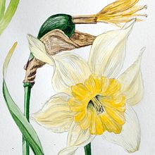Primavera en Tierra del Fuego. Narciso. Traditional illustration, Fine Arts, Watercolor Painting, and Botanical Illustration project by Cristina Goodall - 06.14.2024