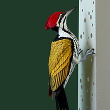 Common goldenback woodpecker . Fine Arts, Character Design, and Sculpture project by Diana Beltran Herrera - 05.02.2020