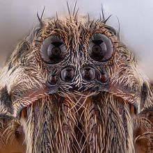 Macro Extremo con focus stacking + Amscope 4X. Digital Photograph project by Alan Roy - 05.02.2020