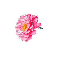 Mi Proyecto del curso: Ilustración botánica con acuarela. Un proyecto de Bellas Artes, Creatividad, Diseño digital, Pintura y Pintura a la acuarela de Karina Araúz - 04.05.2020