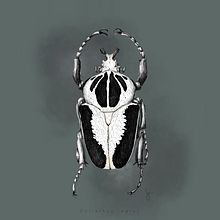 Mi Proyecto del curso: Goliathus Regius. Traditional illustration project by Samantha Barbachano - 05.05.2020