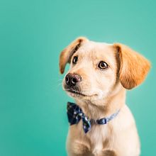 Proyecto United Pets of Domestika. Un proyecto de Creatividad y Publicidad de Alberto Martinez - 06.05.2020