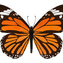 Mariposa monarca. Digital Drawing project by Kerstin García - 01.14.2018