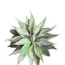 Agave Attenuata. Grisalla con lavado de acuarela. Un proyecto de Dibujo de molerender - 07.05.2020