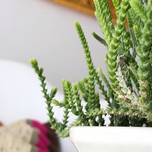 Mi Proyecto del curso: Fotografía profesional para Instagram. Un progetto di Fotografia per Instagram di Cristina Martinez - 07.05.2020