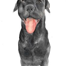 Labrador . Un proyecto de Pintura a la acuarela de Megg Oscco - 08.05.2020