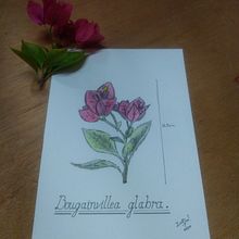 Aquarela: Botânica e Ciência. Een project van  Artistieke tekening van Eduardo Rodrigues - 08.05.2020