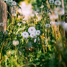Invernadero / Greenhouse. Un proyecto de Artesanía, Carpintería e Ilustración botánica de Marta Boza Samanes - 01.01.2016