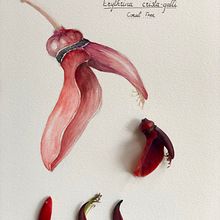 Coral Tree (Erythrina Crista-Galli). Stunning redish-Salmon flowers  currently blooming in Lisbon.. Artistic Drawing project by hubert_deharo - 05.10.2020