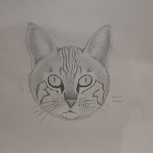 Animal a lápiz. Artistic Drawing project by Marcos Rodriguez - 05.11.2020