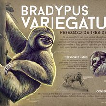 Mi Proyecto del curso: Ilustración naturalista de animales con Procreate. Sketching, Drawing, Digital Drawing, Traditional illustration, and Digital Illustration project by Miguel angel Lopez castellanos - 05.12.2020