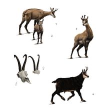 Rebeco de los Alpes. Un progetto di Illustrazione tradizionale e Illustrazione digitale di Javier Lázaro - 20.08.2019