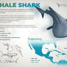 Mi Proyecto del curso: Ilustración naturalista del Tiburón-ballena. Traditional illustration project by Alpha Reyes - 05.14.2020