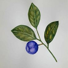 Ilustración botanica. Projekt z dziedziny R i sunek botaniczn użytkownika RAQUEL SALAMANCA BARRIO - 14.05.2020