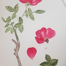 My project in Botanical Illustration with Watercolors course. Projekt z dziedziny Malowanie akwarelą użytkownika Michelle Ellner - 18.05.2020